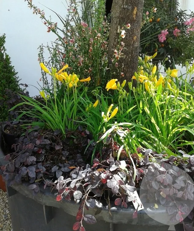 Detailed ornamental planting by Vert Veine