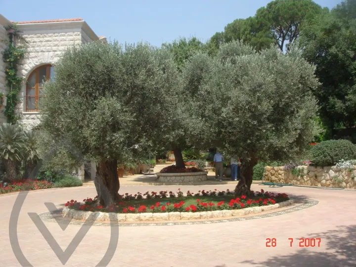 KSA Landscape Collection