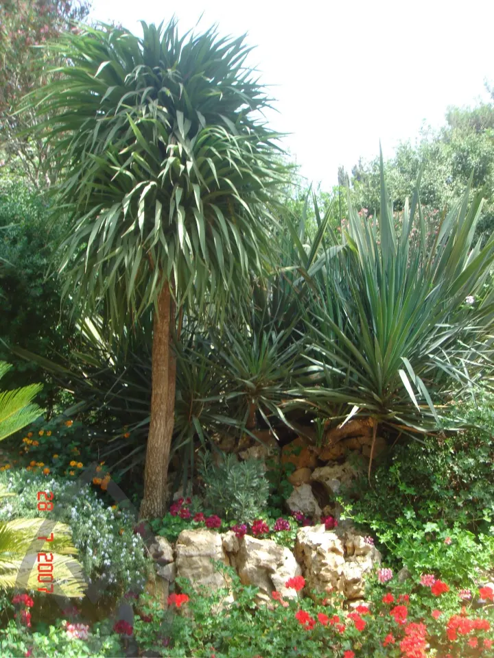 KSA Landscape Collection — image 2
