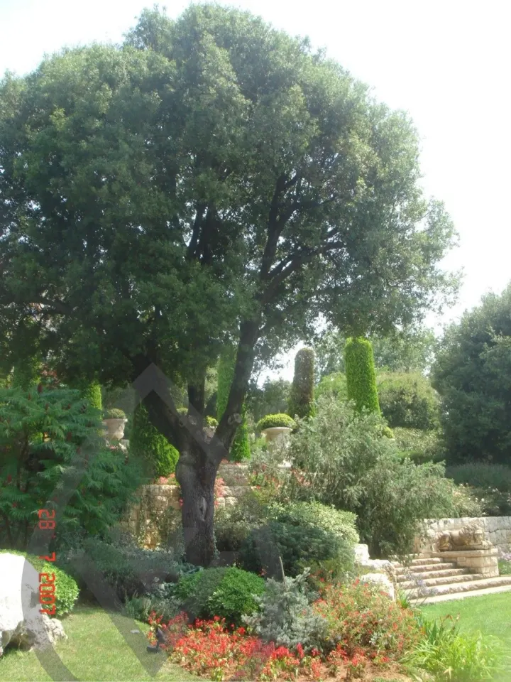KSA Landscape Collection — image 21
