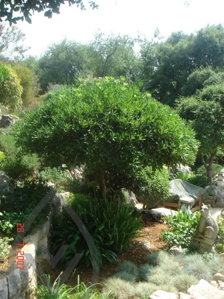 KSA Landscape Collection — image 30