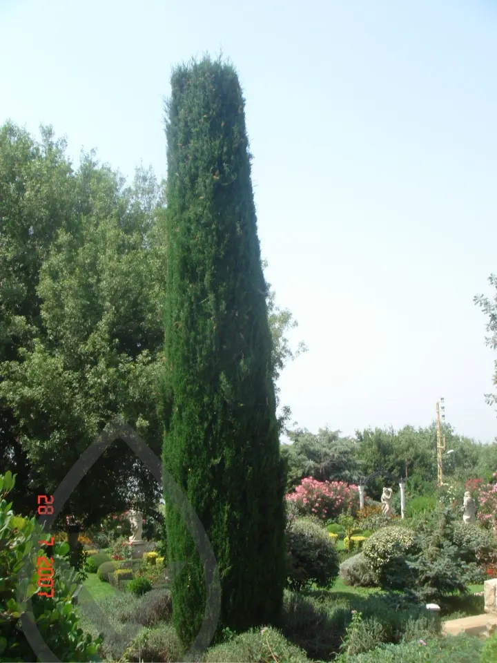KSA Landscape Collection — image 33