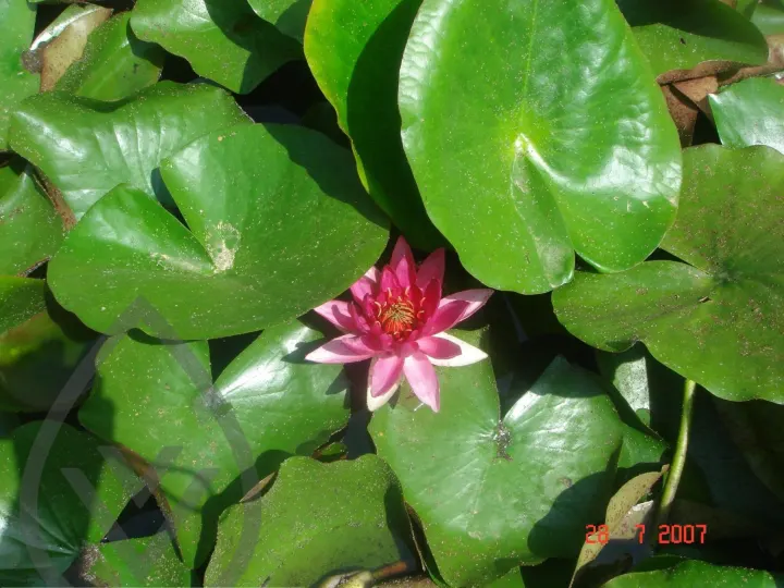 KSA Landscape Collection — image 34