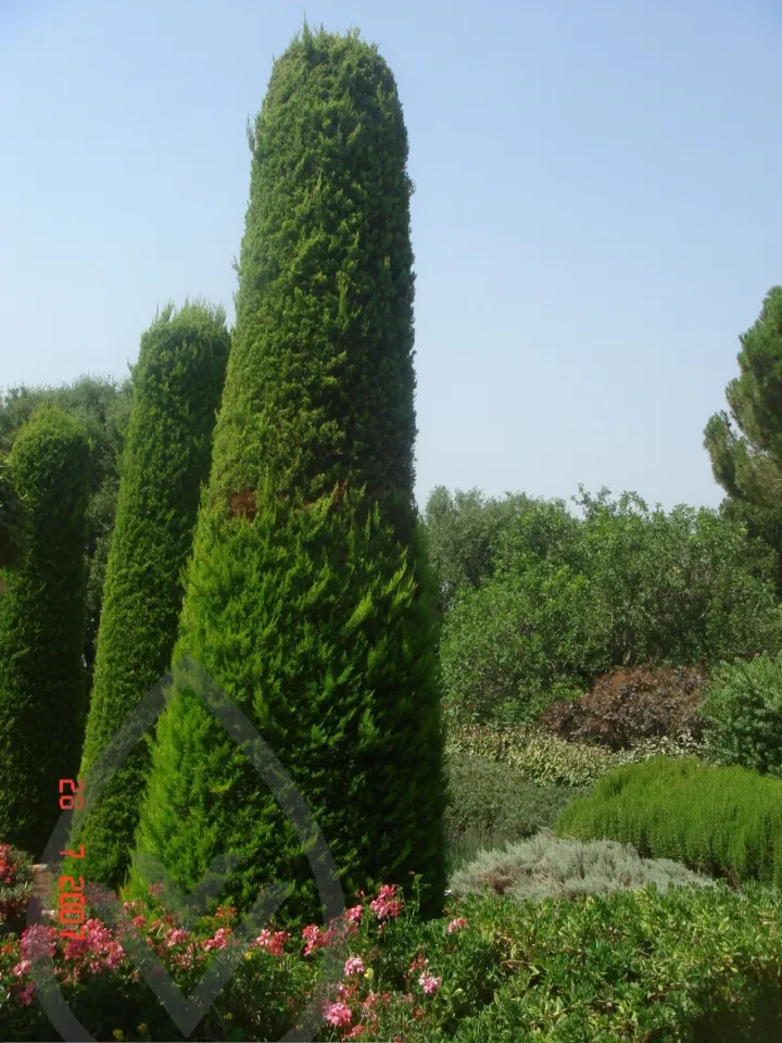 KSA Landscape Collection — image 37