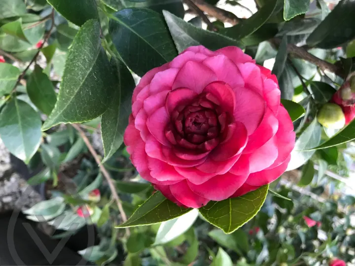 Batroun Nursery Collection — image 10