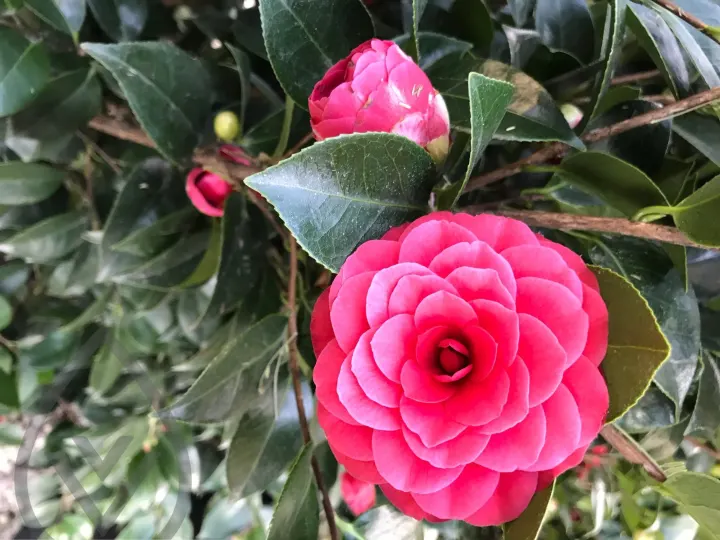 Batroun Nursery Collection — image 12