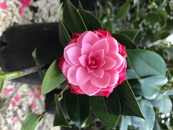 Batroun Nursery Collection — image 15