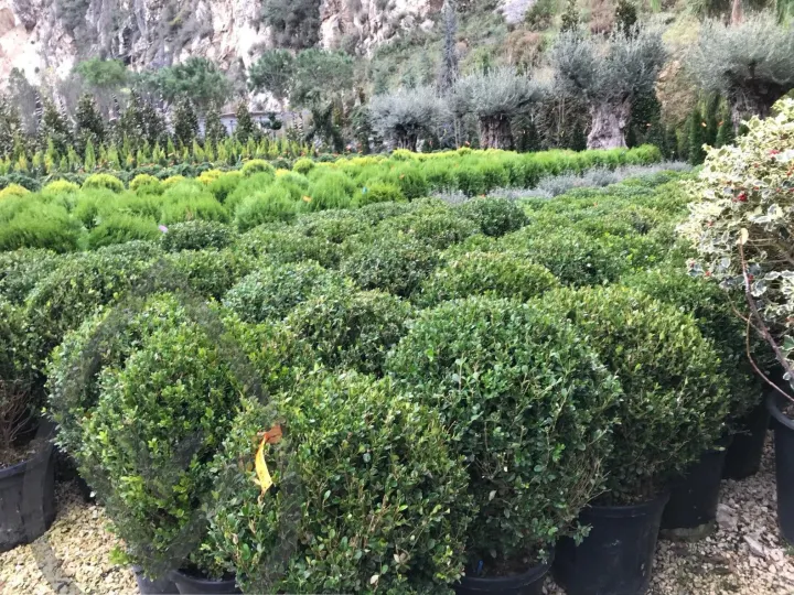 Batroun Nursery Collection — image 22