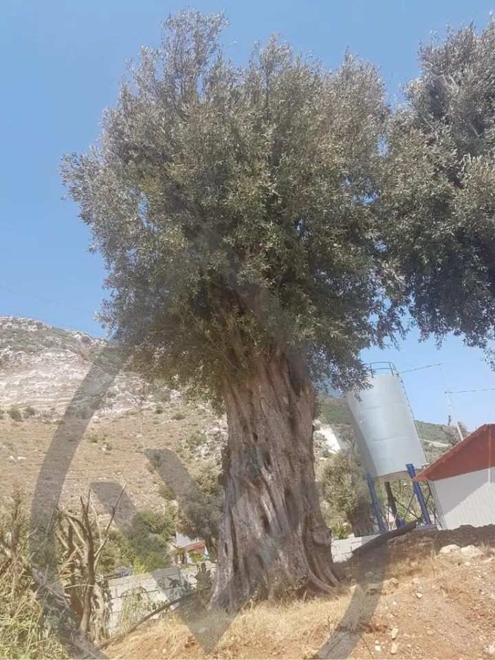 Mature Olive Trees