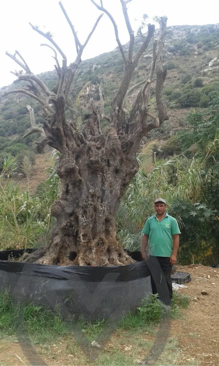 Mature Olive Trees — image 4