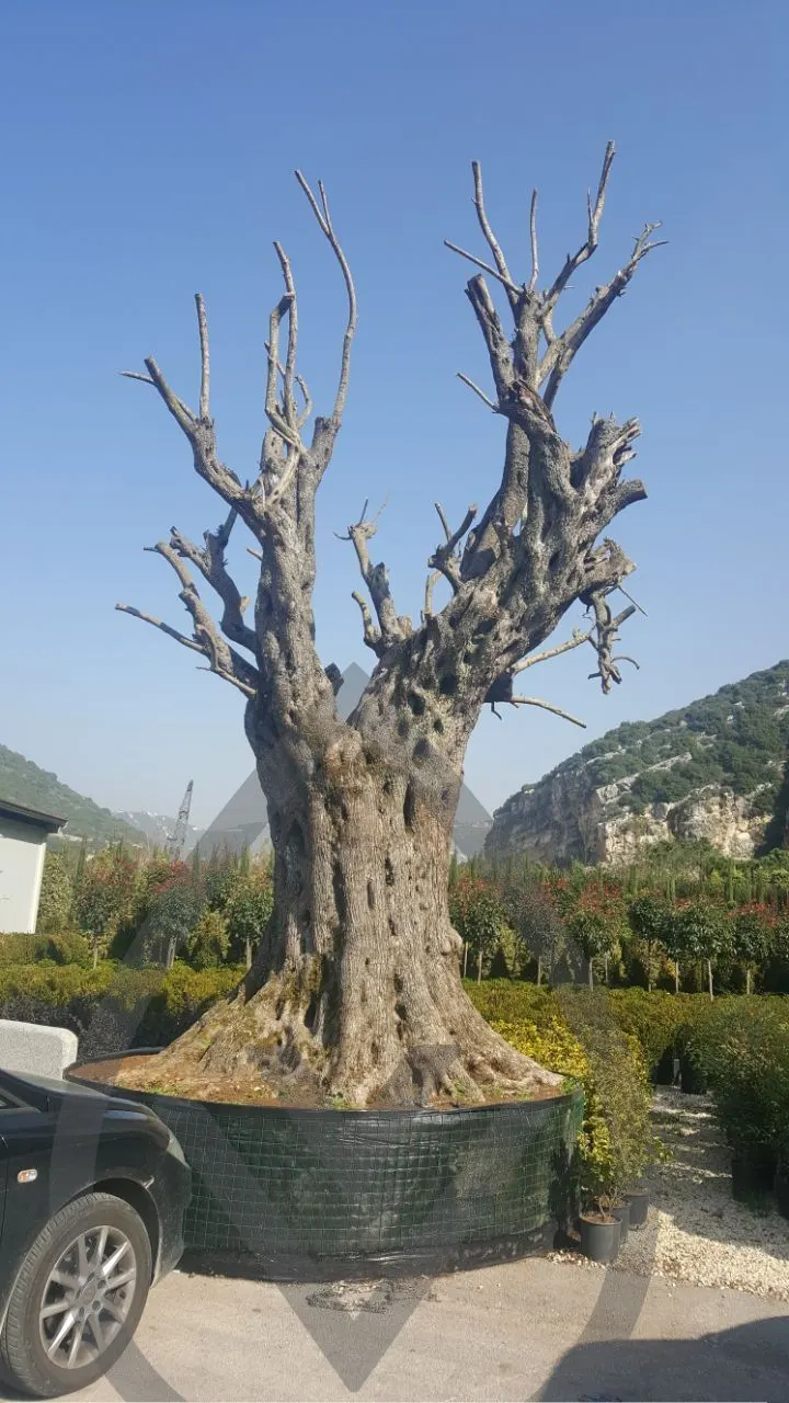 Mature Olive Trees — image 12