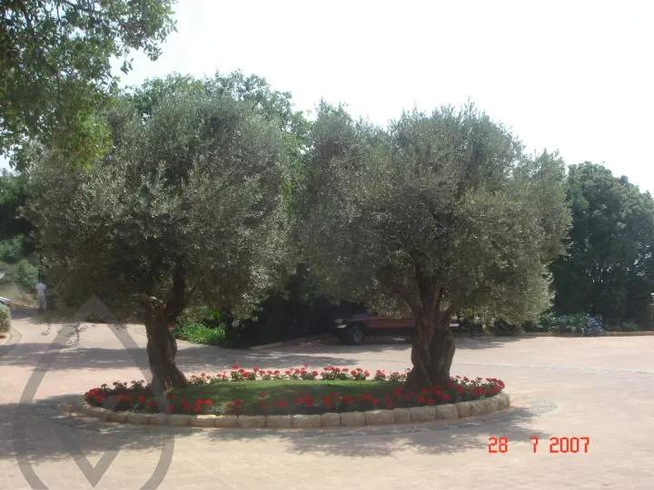 Selected Landscape Works — image 11