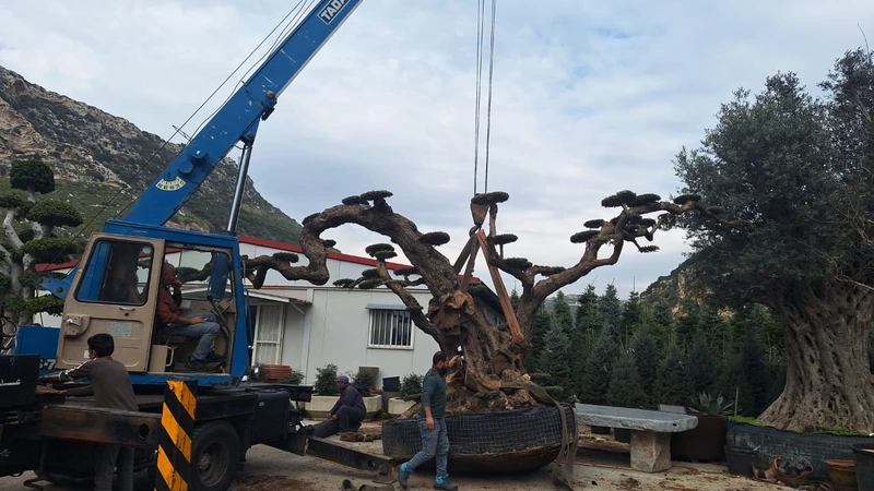 Large specimen plant prepared for transport