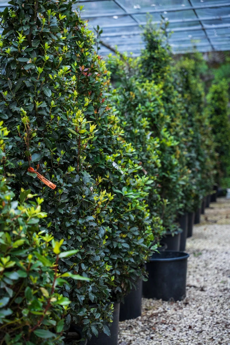 Rows of nursery plants ready for selection