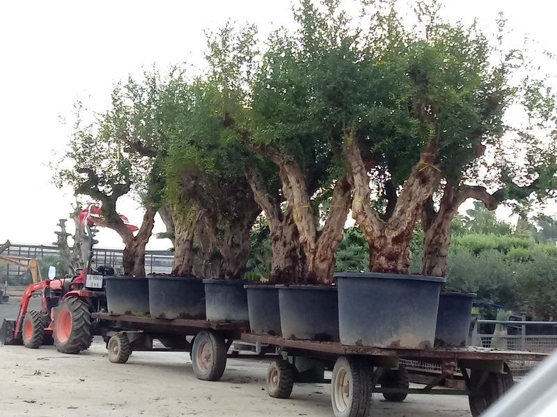 Specimen plants sourced for an international project